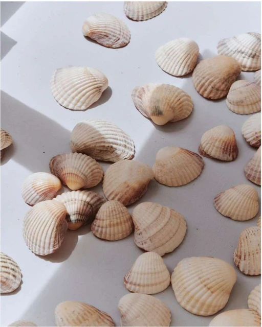 Scattered seashells arranged on a smooth surface with a subtle play of light and shadow, capturing a simple yet elegant composition.