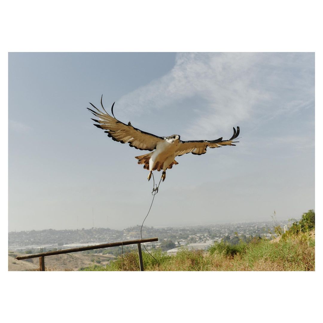 Close-up of a majestic white and brown eagle in flight against a clear sky, its wings fully extended, showcasing its impressive wingspan.