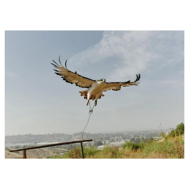 Close-up of a majestic white and brown eagle in flight against a clear sky, its wings fully extended, showcasing its impressive wingspan.