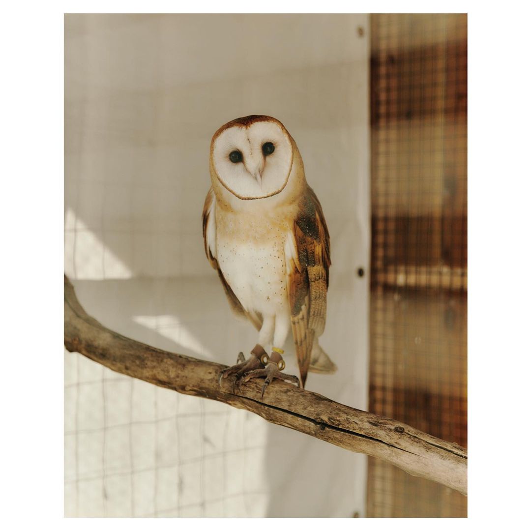 Close-up of a barn owl perched on a branch, featuring its distinctive heart-shaped face and mottled brown and white plumage.