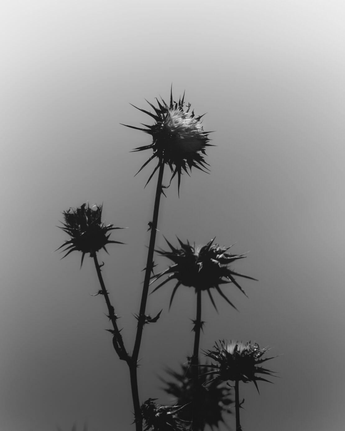 Monochrome image of several thistle plants with spiky flowers against a bright sky, showcasing their detailed textures and natural forms.