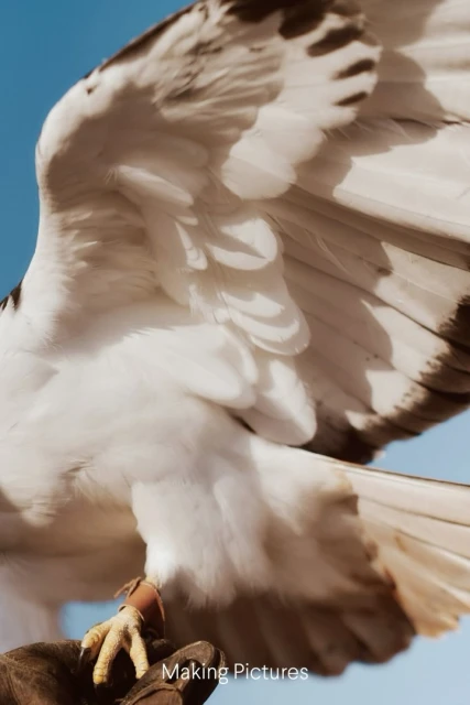 Close-up of a falconer's hand holding a raptor with striking white and grey plumage against a bright blue sky.