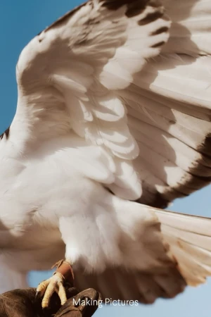 Close-up of a falconer's hand holding a raptor with striking white and grey plumage against a bright blue sky.