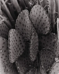 Close-up black and white photograph of prickly pear cactus pads with prominent areoles and spines by Clayton Cotterell.