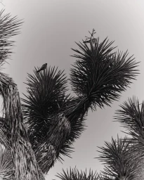 Black and white photograph of two birds perched on the spiky branches of a desert tree against a clear sky.