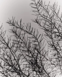 Black and white low-angle photograph of intricate thin branches and small compound leaves against a bright overcast sky by Clayton Cotterell.