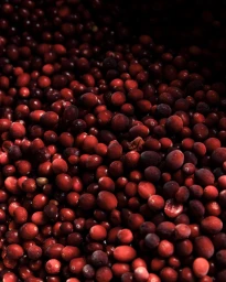 Close-up of a dense cluster of fresh red cranberries filling the frame, captured in rich natural light.