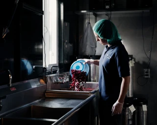Worker in a hairnet and blue polo pouring red cherries from a colander into a commercial stainless steel sink