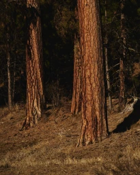 Tall pine trees with textured reddish-brown bark standing on a dry forest floor covered in pine needles.