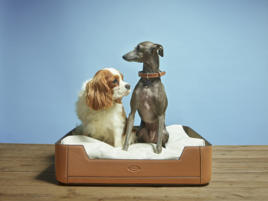 Two dogs, a Cavalier King Charles Spaniel and an Italian Greyhound, pose in a luxurious brown leather pet bed against a blue backdrop.