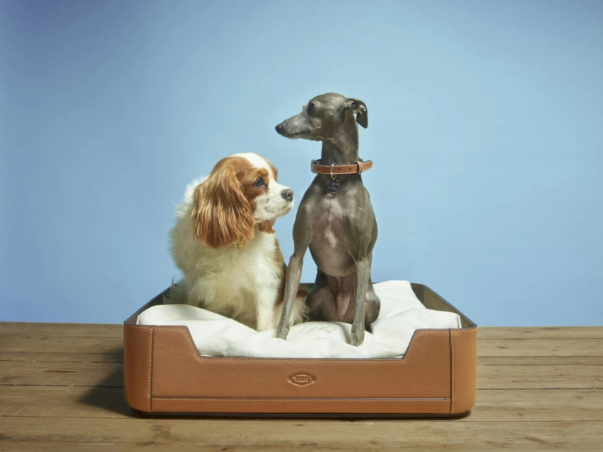 Two dogs, a Cavalier King Charles Spaniel and an Italian Greyhound, pose in a luxurious brown leather pet bed against a blue backdrop.