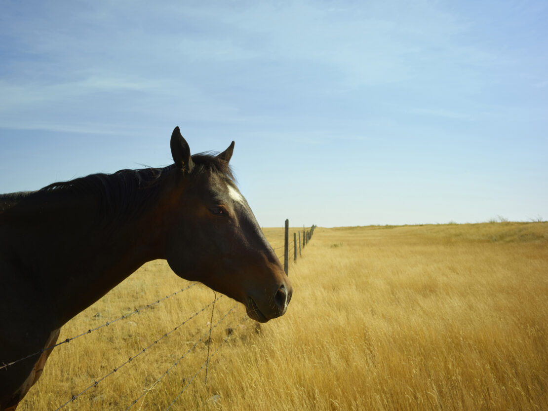Close-up of a dark brown horse's head in a sunlit field with a barbed wire fence and blue sky, creating a rural, peaceful outdoor scene.