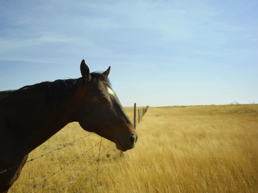 Close-up of a dark brown horse's head in a sunlit field with a barbed wire fence and blue sky, creating a rural, peaceful outdoor scene.