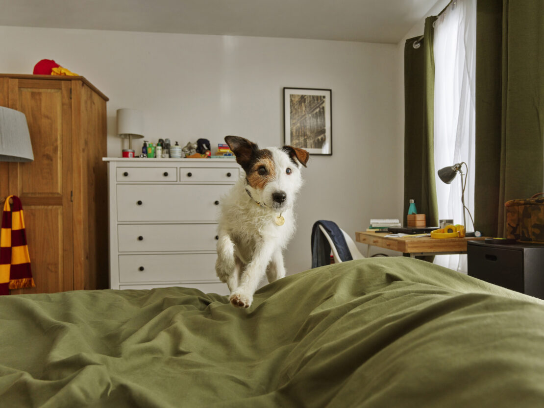 Medium shot of a Jack Russell Terrier jumping on an olive-green bed in a bedroom with white walls and wooden furniture in a home setting.