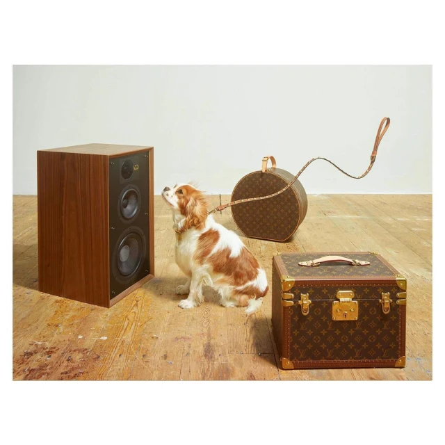 Brown and white Cavalier King Charles Spaniel sits on a leash next to a speaker and designer trunks in a studio environment.