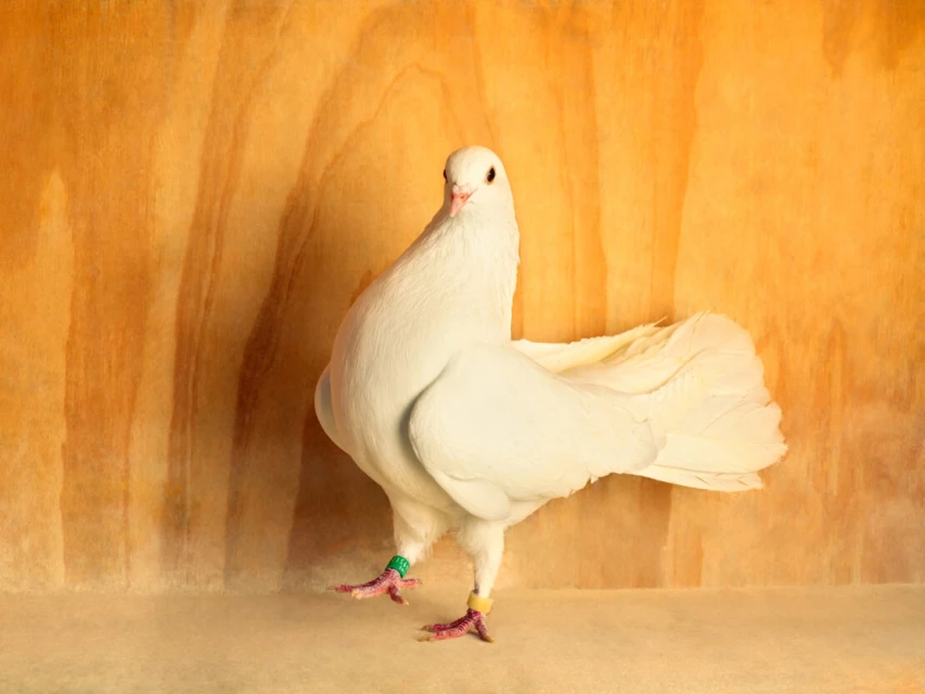 Full-shot of a white fantail pigeon with a ring on its leg standing in front of a wooden surface in a softly lit indoor setting.