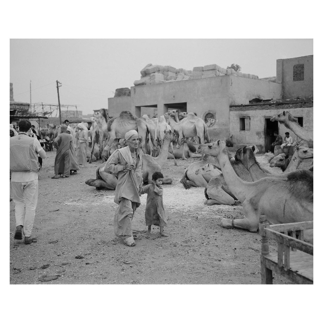 Black and white photograph of a Middle Eastern camel market with a child and adult walking in the foreground among many camels.