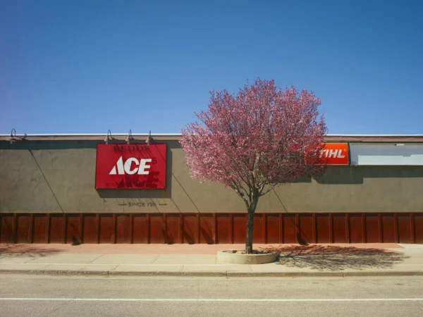 Flowering tree in front of a building with Ace Hardware and Stihl signs under a clear blue sky on a bright sunny day.