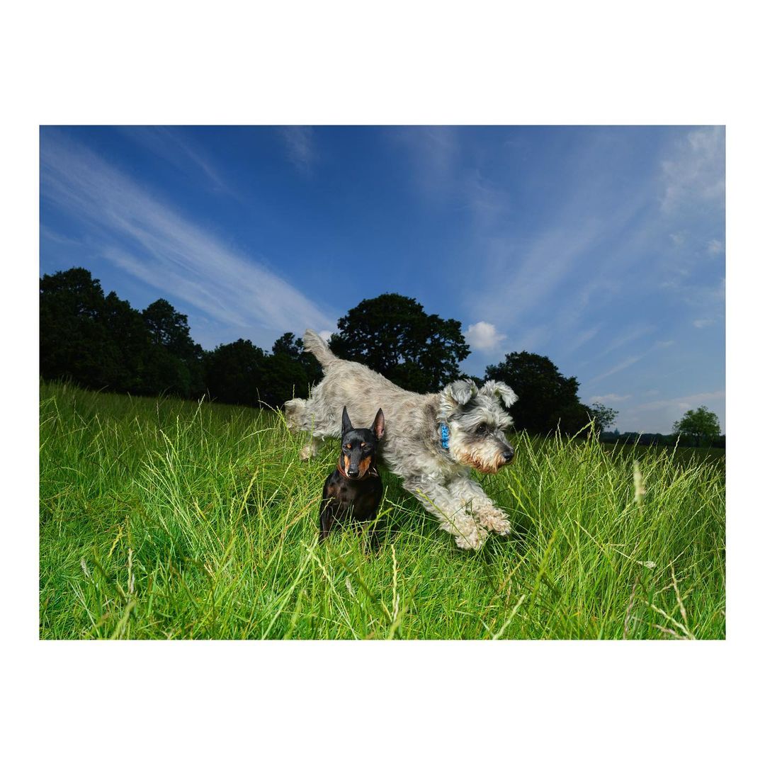 Two dogs, a black Doberman and a gray Schnauzer mix, run through a grassy field under a blue sky with scattered clouds on a sunny day.