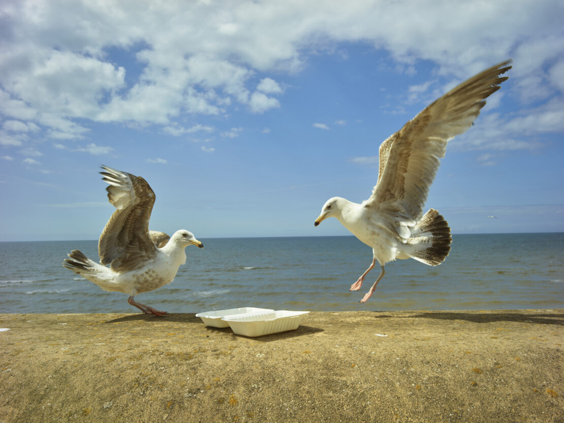 Two seagulls near the ocean; one takes flight above a concrete wall, while the other stands next to some styrofoam food containers.