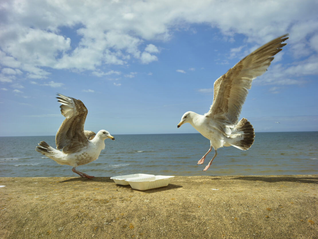 Two seagulls near disposable containers on a wall with wings extended against a blue sky and ocean background on a sunny day.