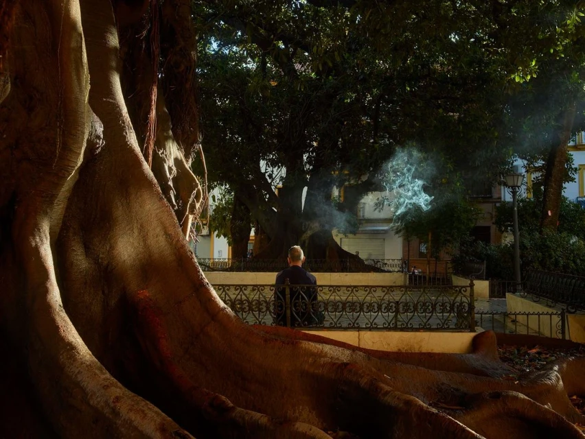 An adult male sits alone on a bench under large trees with a wrought iron fence behind him, roots visible in the foreground.