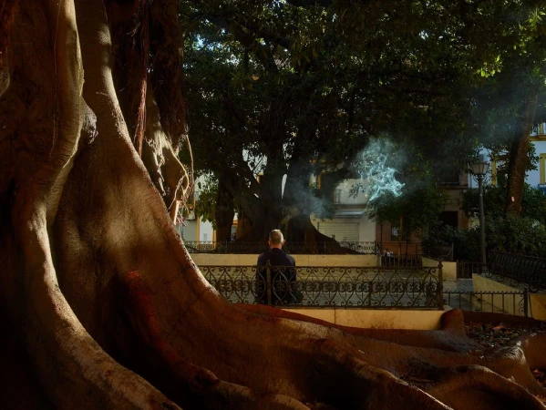 An adult male sits alone on a bench under large trees with a wrought iron fence behind him, roots visible in the foreground.