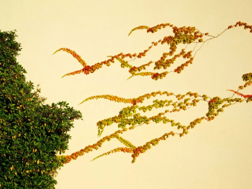 Green leafy vine sprawls against a light beige wall, creating a natural, textured pattern with foliage reaching across the surface.