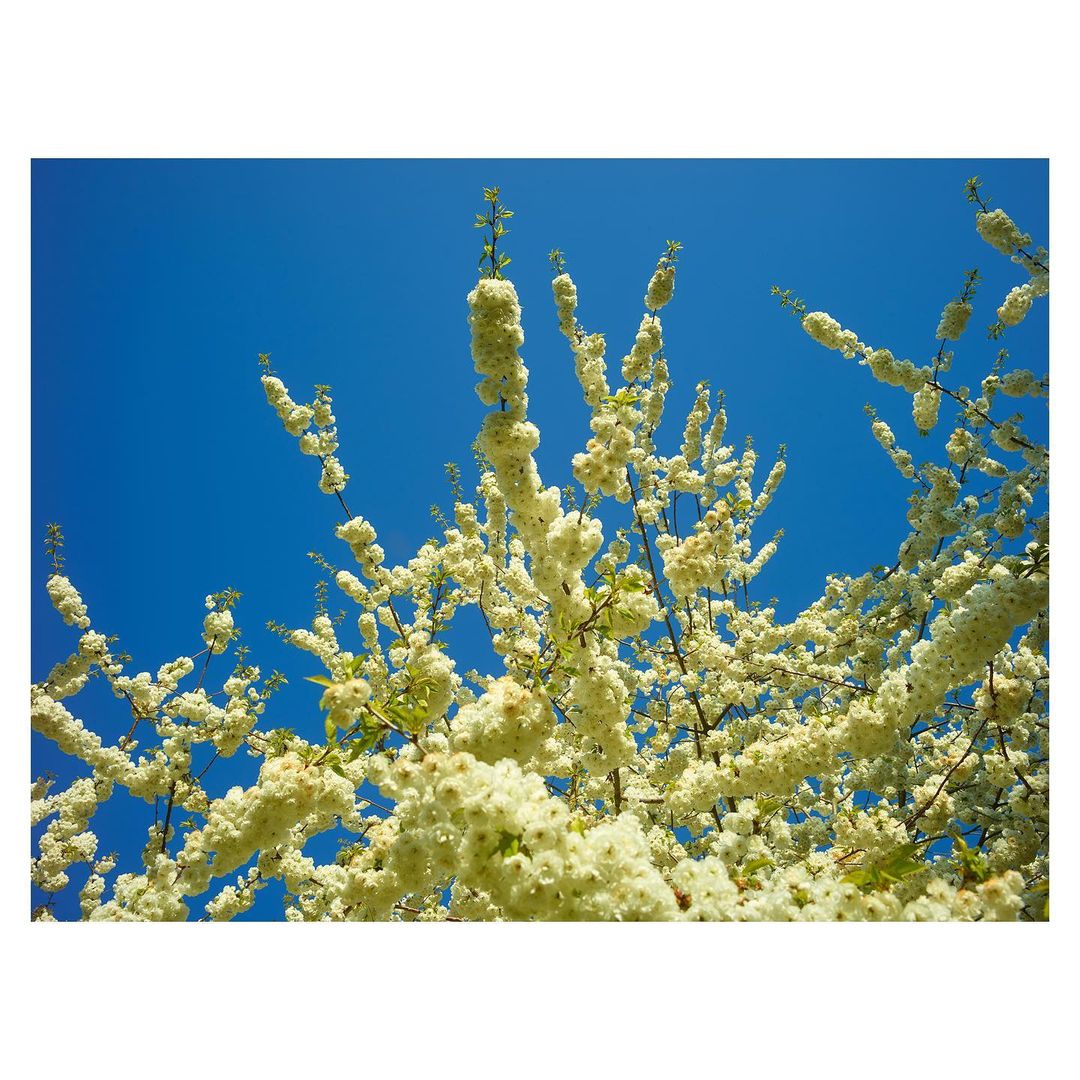 Blooming white cherry blossom tree against a vibrant blue sky. Upward angle view capturing the delicate floral details and clear sky.