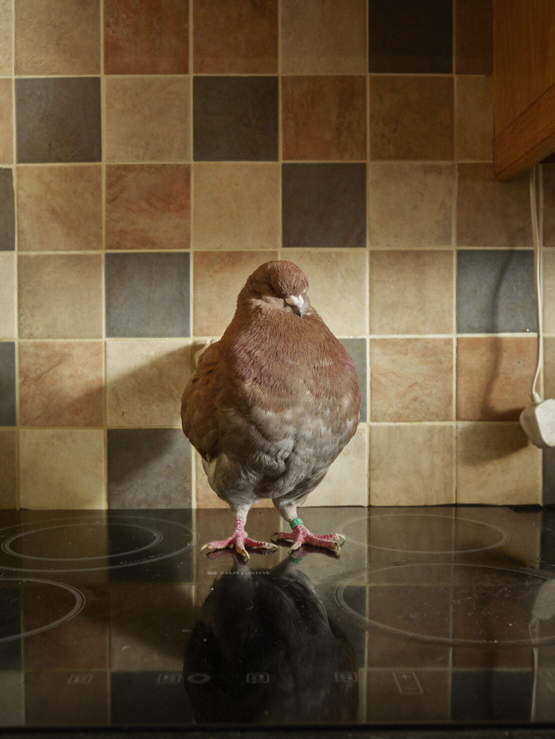 A pigeon stands on a black glass stovetop in an indoor kitchen setting with a tiled backsplash behind it, under even lighting.