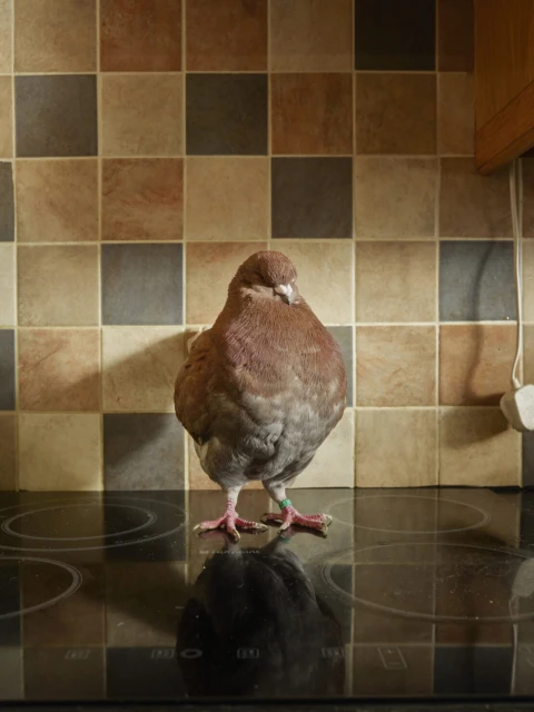 A pigeon stands on a black glass stovetop in an indoor kitchen setting with a tiled backsplash behind it, under even lighting.