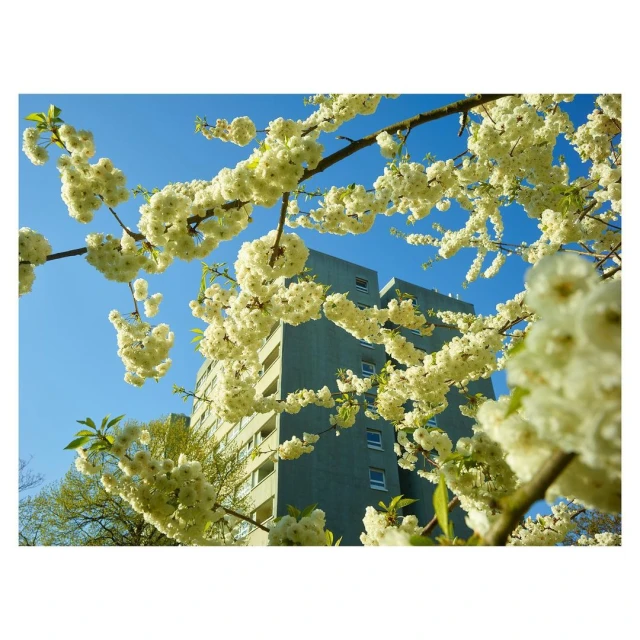 Blooming tree branches with white flowers frame a view of a modern apartment building against a clear blue sky during daytime.