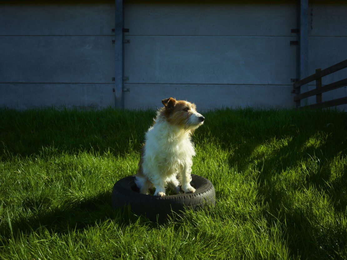 Jack Russell Terrier dog sits alertly on a black tire in a green grass lawn in outdoor daylight with concrete fence and wood fence.