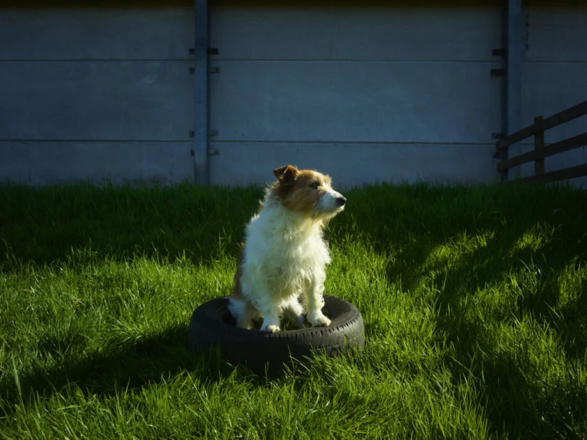 Jack Russell Terrier dog sits alertly on a black tire in a green grass lawn in outdoor daylight with concrete fence and wood fence.