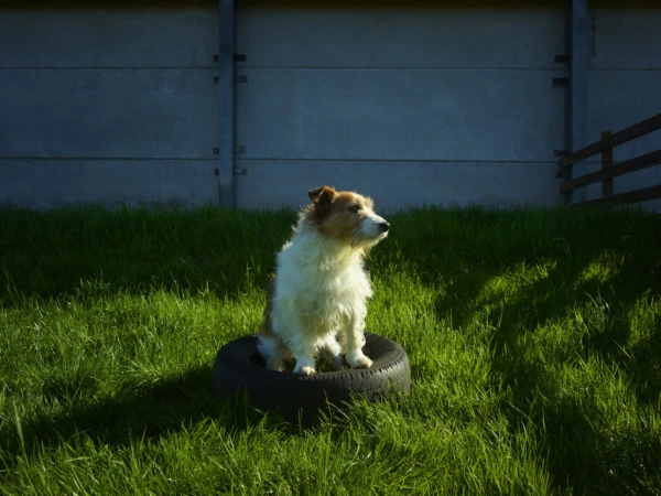 Jack Russell Terrier dog sits alertly on a black tire in a green grass lawn in outdoor daylight with concrete fence and wood fence.