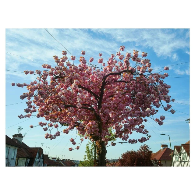 Cherry blossom tree in full bloom with pink flowers and a thick trunk, set against a blue sky with thin clouds and neighborhood houses.