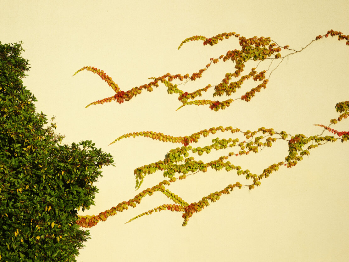 Close-up of a lush green tree against a light wall, with winding vine branches displaying yellow and orange leaves.