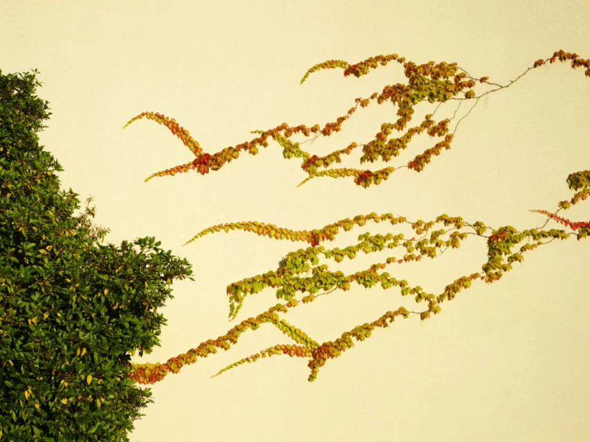 Close-up of a lush green tree against a light wall, with winding vine branches displaying yellow and orange leaves.