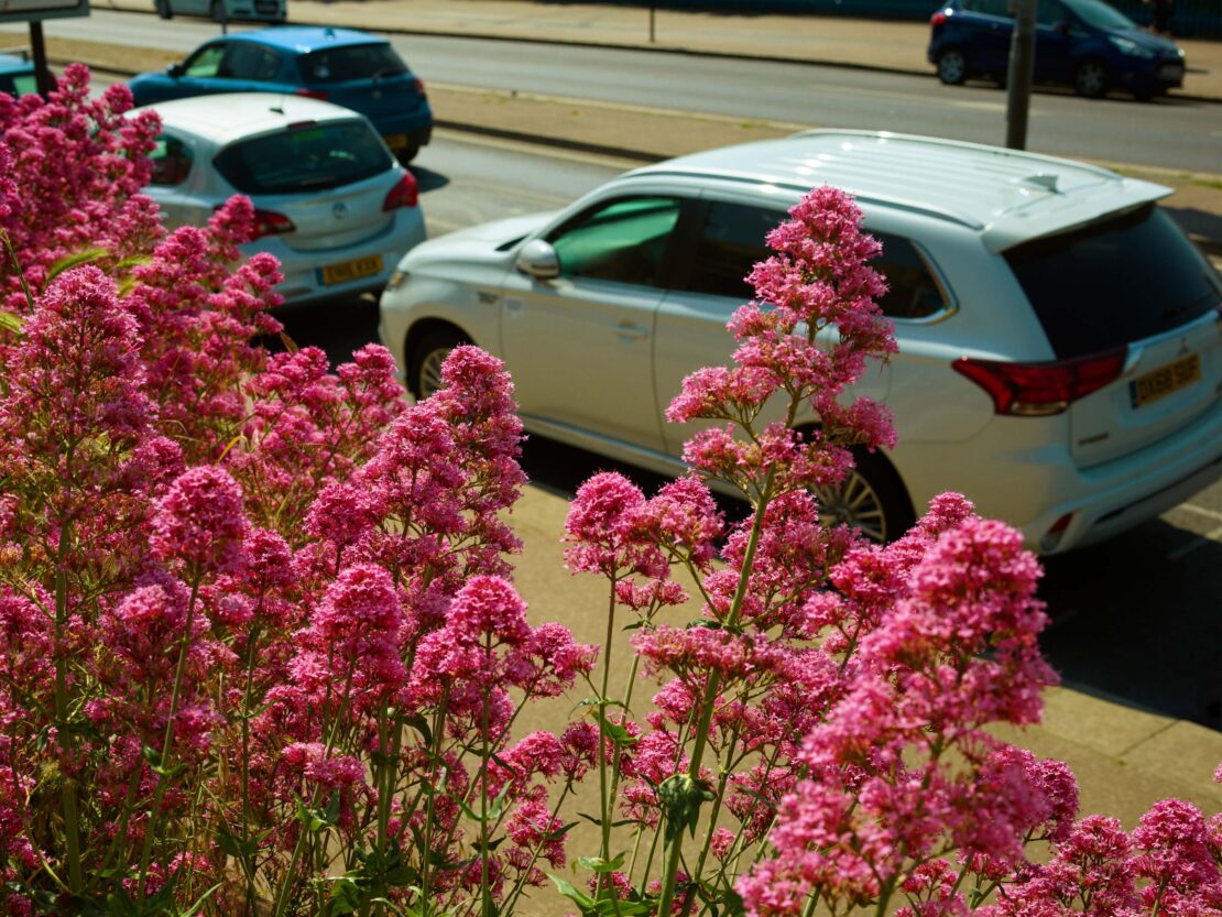 Close-up view of flowering pink valerian plants next to an asphalt street with blurred cars during the daytime; lush roadside scene.