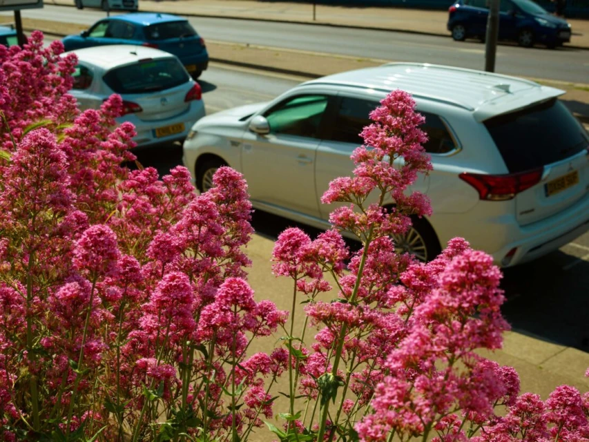 Close-up view of flowering pink valerian plants next to an asphalt street with blurred cars during the daytime; lush roadside scene.