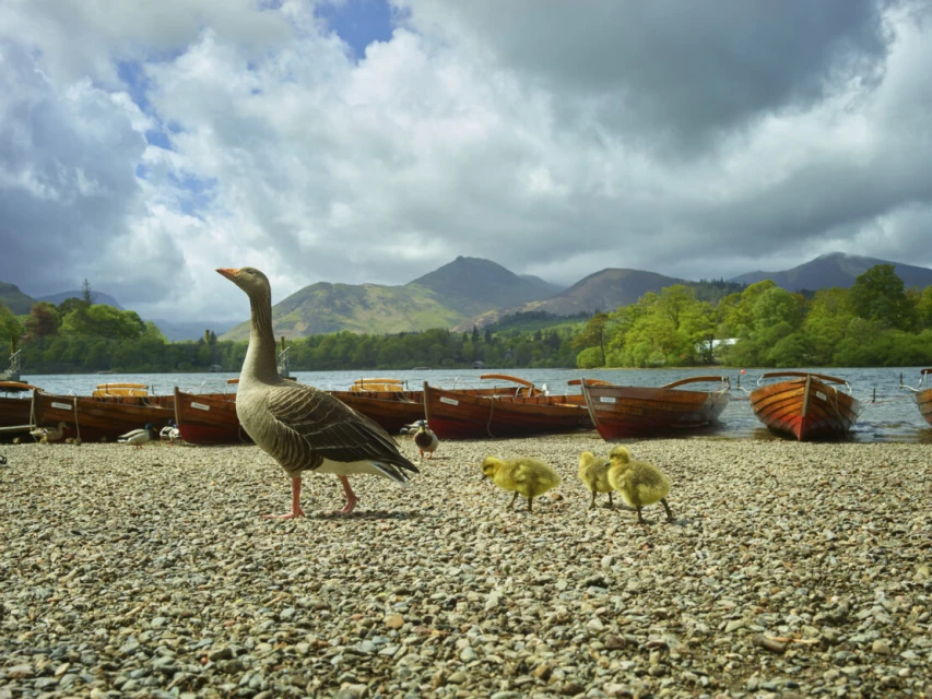 A greylag goose stands on a pebble beach surrounded by goslings, with wooden rowboats in the water, and a cloudy sky above.