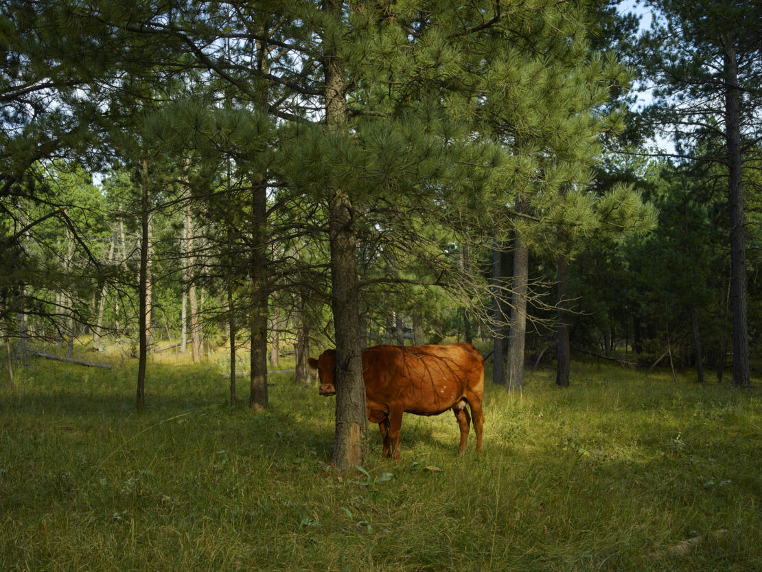 Brown cow stands beneath a tree in a grassy forest, dappled sunlight illuminating the animal and vegetation in a nature scene.