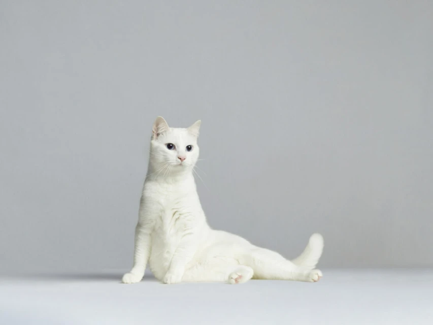 Elegant white cat with blue eyes poses in a studio, looking off-camera with a curious expression, set against a gray background.