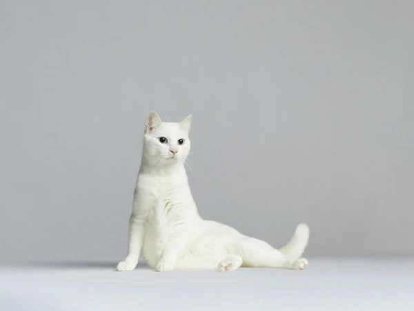 Elegant white cat with blue eyes poses in a studio, looking off-camera with a curious expression, set against a gray background.