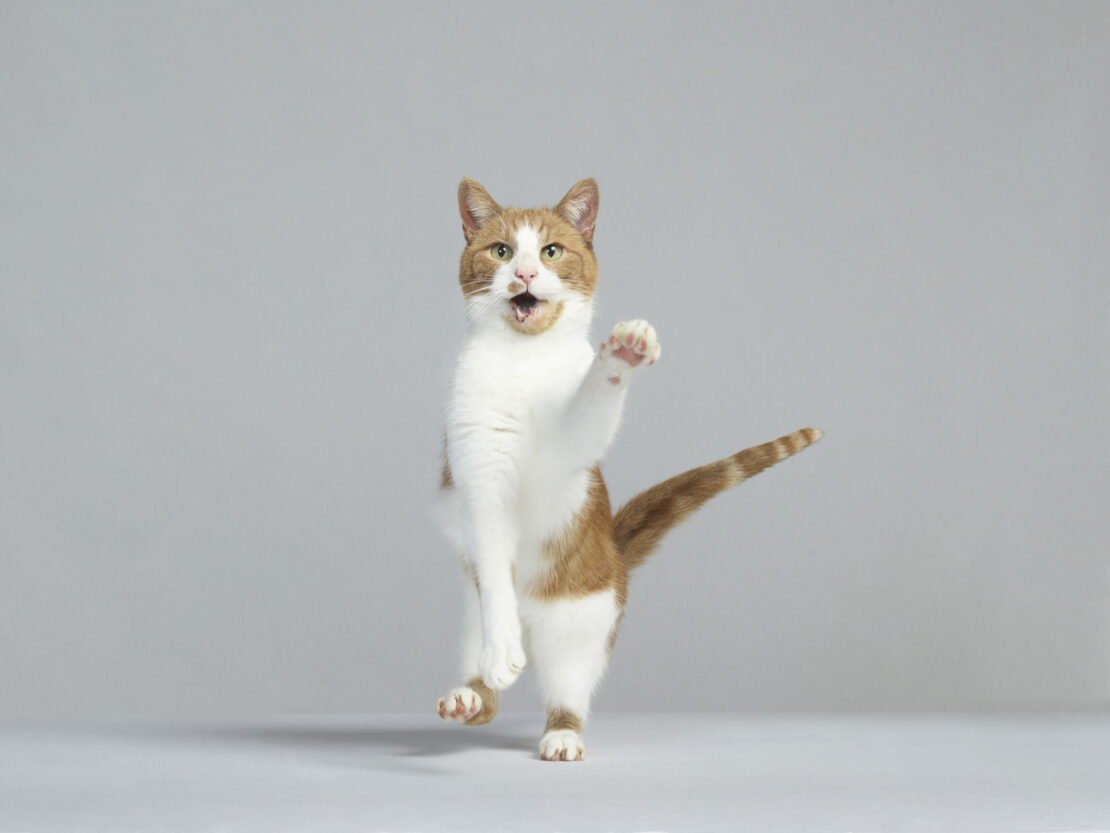 An orange and white domestic cat stands on its hind legs with one paw raised in a playful manner against a grey backdrop in a studio.