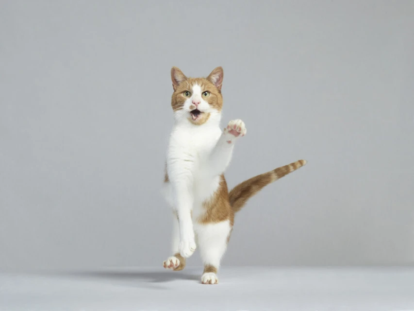 An orange and white domestic cat stands on its hind legs with one paw raised in a playful manner against a grey backdrop in a studio.