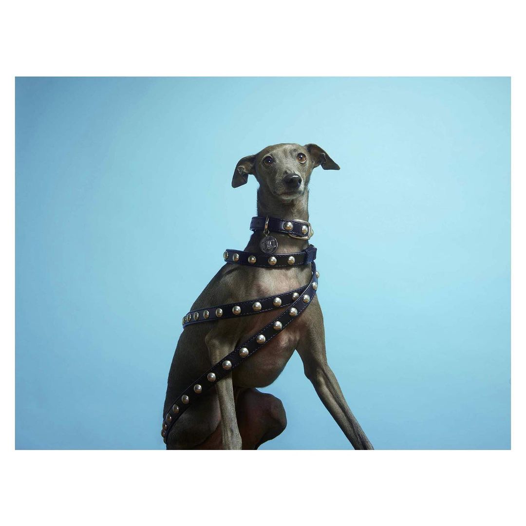Portrait of a grey Italian Greyhound dog wearing a studded collar and studded harness against a light blue backdrop in a studio.