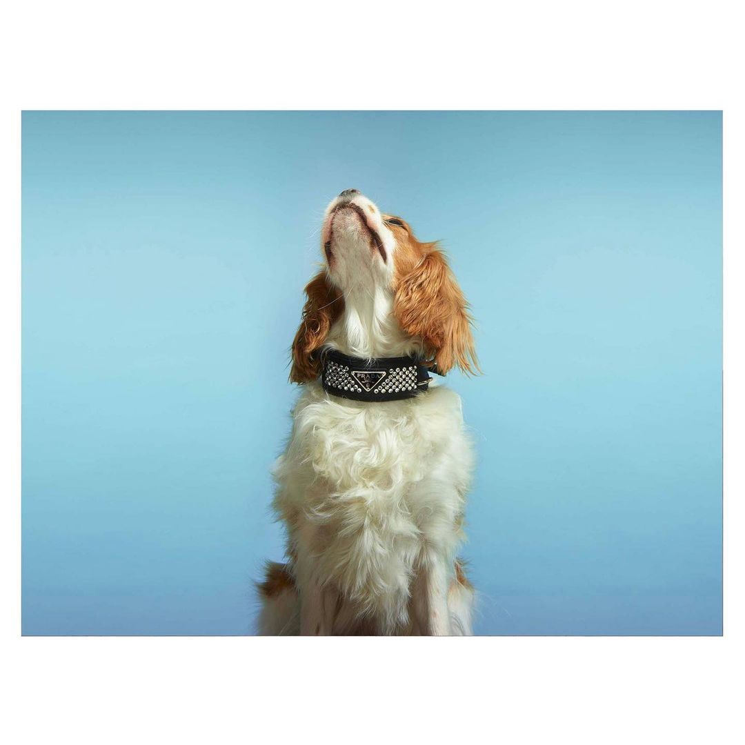 Cavalier King Charles Spaniel dog poses with a black and silver studded collar in front of a bright blue backdrop.