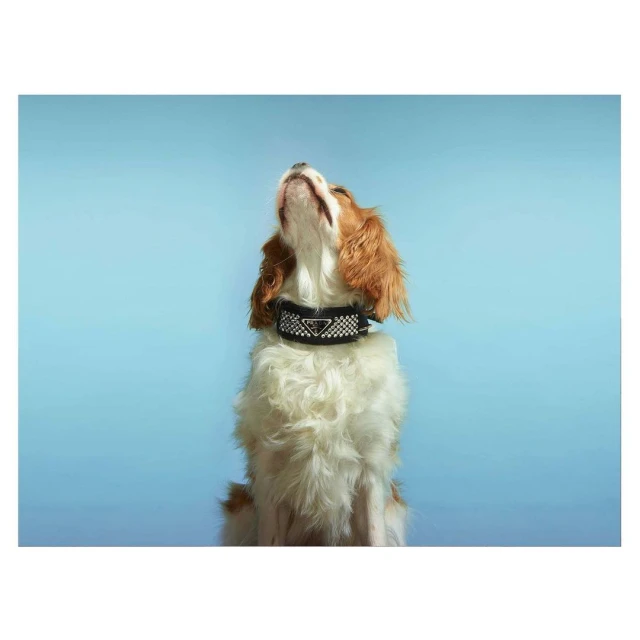 Cavalier King Charles Spaniel dog poses with a black and silver studded collar in front of a bright blue backdrop.
