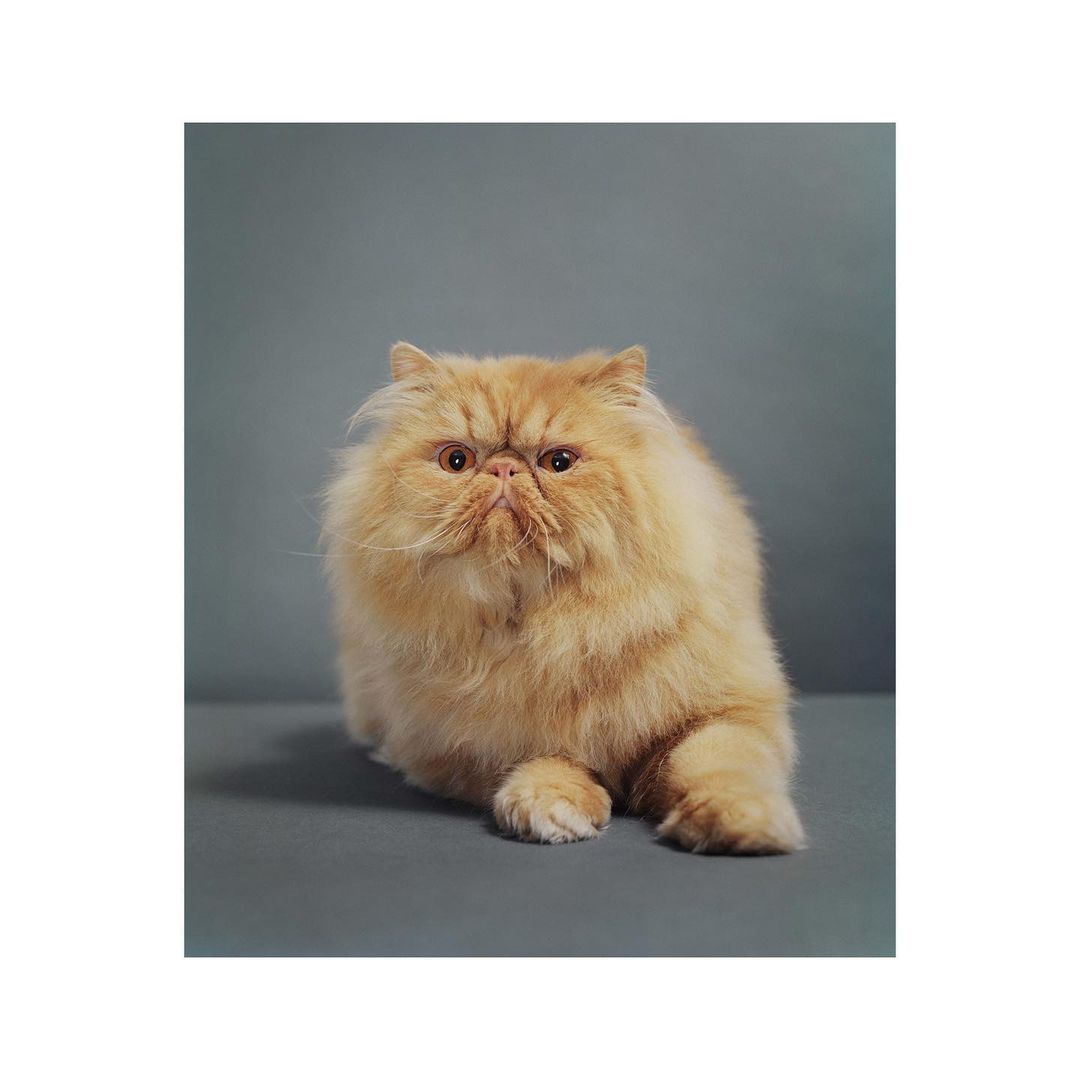 Portrait of a fluffy orange Persian cat sitting on a gray surface against a gray background, looking directly at the viewer.